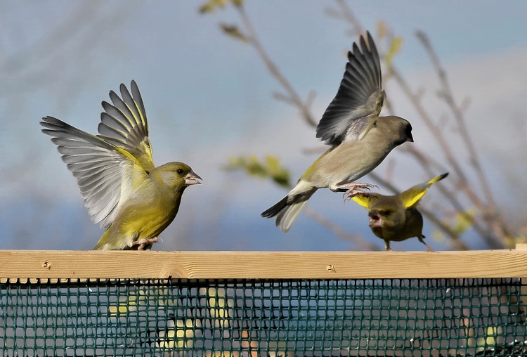 Carrellata di Verdoni - Carduelis chloris